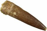 Fossil Plesiosaur (Zarafasaura) Tooth - Morocco #237584-1